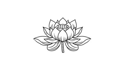 Fototapeta premium A Simple Line Drawing Of A Lotus Flower