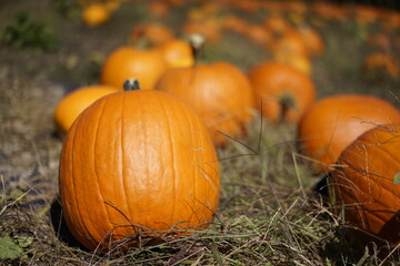 pumpkin on the grass