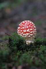 Red and white fly agaric in the forest, among green grass.