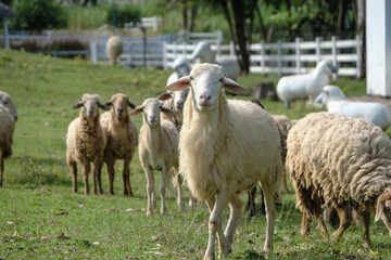 A serene image of a flock of sheep grazing peacefully in a lush green pasture