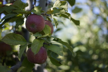 apples on tree