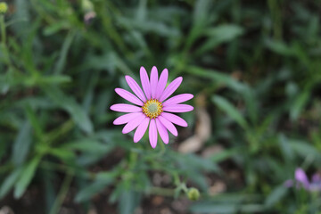 Obraz premium Pink osteospermum against soft green blurred background