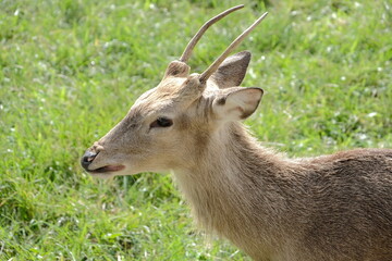 Close-up of a deer in a grassy field.
