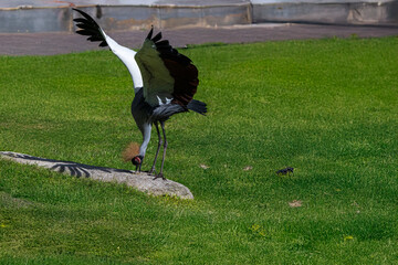 photographs of cranes in the heart of African nature