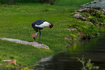 photographs of cranes in the heart of African nature