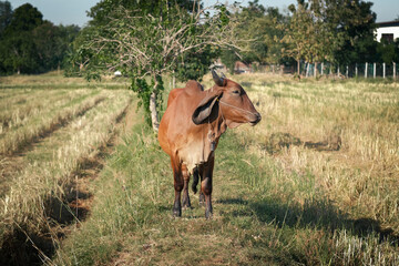 Cow standing in a lush green field.