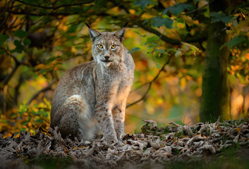 Eurasian lynx ( Lynx lynx ) close up