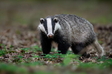 Badger close up ( Meles meles )