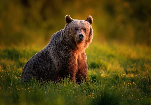 Wild brown bear ( Ursus arctos )
