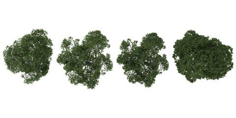 Obraz premium Collection of Celtis plants on transparent background from the top view