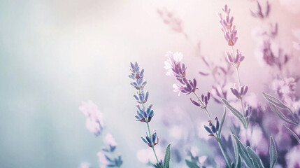 Naklejka premium lavender sprigs watercolor, with gentle purple and green tones fading into a white background