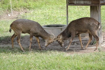 Two young deer engaging in a playful head-butting contest in a lush green field