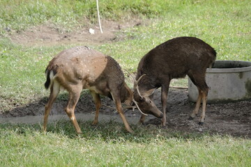 Two deer interacting in natural habitat.