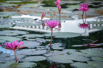 A serene pond scene featuring vibrant pink water lotus rising above lush green lily pads