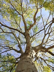 tree seen from below