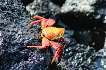 Red Crab on a rock on Isla Santa Cruz on Galapagos Archipelago in Ecuador