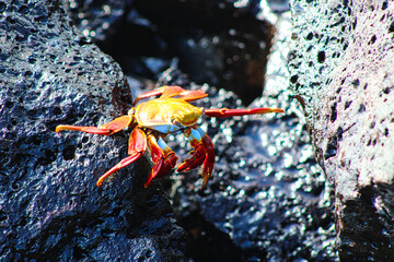 Red Crab on a rock on Isla Santa Cruz on Galapagos Archipelago in Ecuador