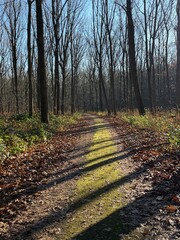 Wald im Herbst Raureif