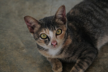 Fototapeta premium A curious cat with striking green eyes.