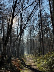 Wald im Herbst Raureif