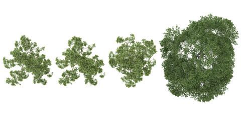 Fototapeta premium collection of Eucalyptus plants isolated on white background from top view