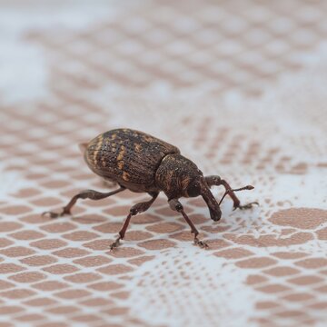 Close-up the large pine weevil - Hylobius abietis, alive, whole