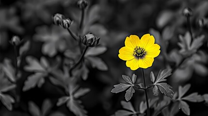 Fototapeta premium A vibrant yellow flower stands out against a dark, muted background of green foliage.