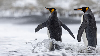 Fototapeta premium King Penguin in South Georgia Island and Falkland Islands