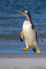 King Penguin in South Georgia Island and Falkland Islands