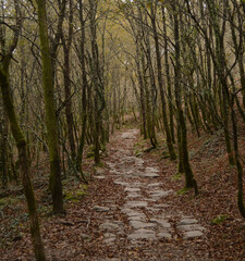 Trail through a forest of trees with dry leaves lying on the ground, Santiago ways, Spain, nature and autumn