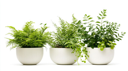 Fototapeta premium Lush Green Houseplants in White Pots Indoor Foliage Potted Plants Home Decor Greenery