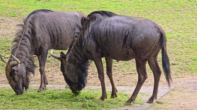 Wildebeest (Gnu)  eating grass in a zoo