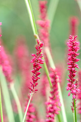 Obraz premium Bistorta amplexicaulis or candle knotweed is a beautiful pink flower