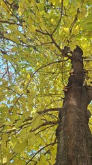 A view of a leafy tree with long, long branches