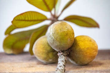 Curriola (Pouteria ramiflora) wild fruit from the Brazilian cerrado biome