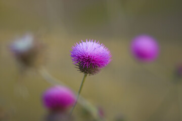 Close-Up of a Purple Thistle Bloom in a Natural Setting