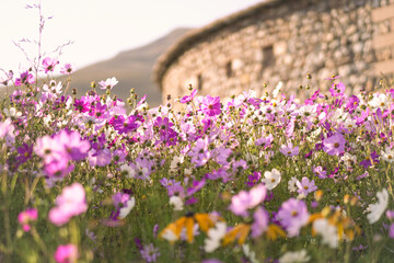 Pink and White Wildflower Meadow in Warm Light 