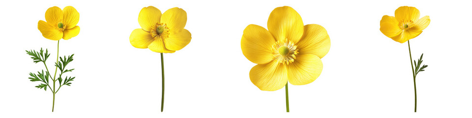 Fototapeta premium Buttercup isolated on transparent background, Set of