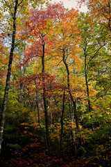 Autumn Colors in the Forest of Rural North Carolina