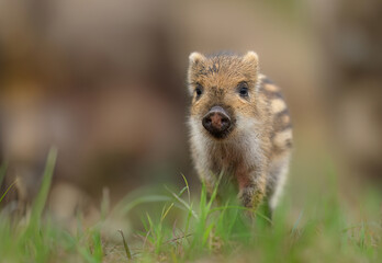 Wild boar baby close up ( Sus scrofa )