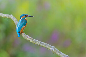 A Common Kingfisher (alcedo atthis) perched on a branch.