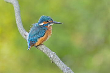 A Common Kingfisher (alcedo atthis) perched on a branch.
