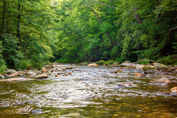 Stream and Forest in the Mountains of North Carolina