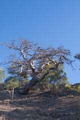 Nature of Crimea. Dry tree. juniper and Stankevich pine. Village New World.