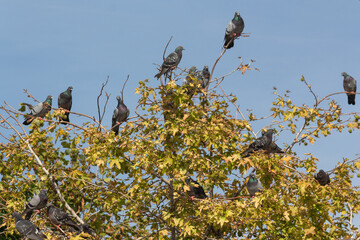 Birds on the street lamp, on the tree branch, in the sky, by the pool