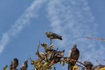 Birds on the street lamp, on the tree branch, in the sky, by the pool