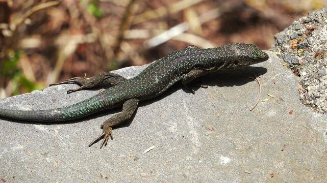 Madeiran wall lizard or Teira dugesii, an endemic species of lizard, is sunbathing on a rock. This reptile is commonly found in the Madeira archipelago, Portugal