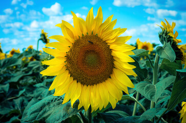 blooming sunflower close-up and bee collecting nectar