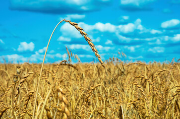 an ear of wheat against the background of a field and blue sky