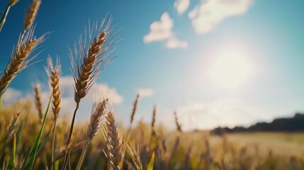 Fototapeta premium A field of wheat with a bright sun shining down on it